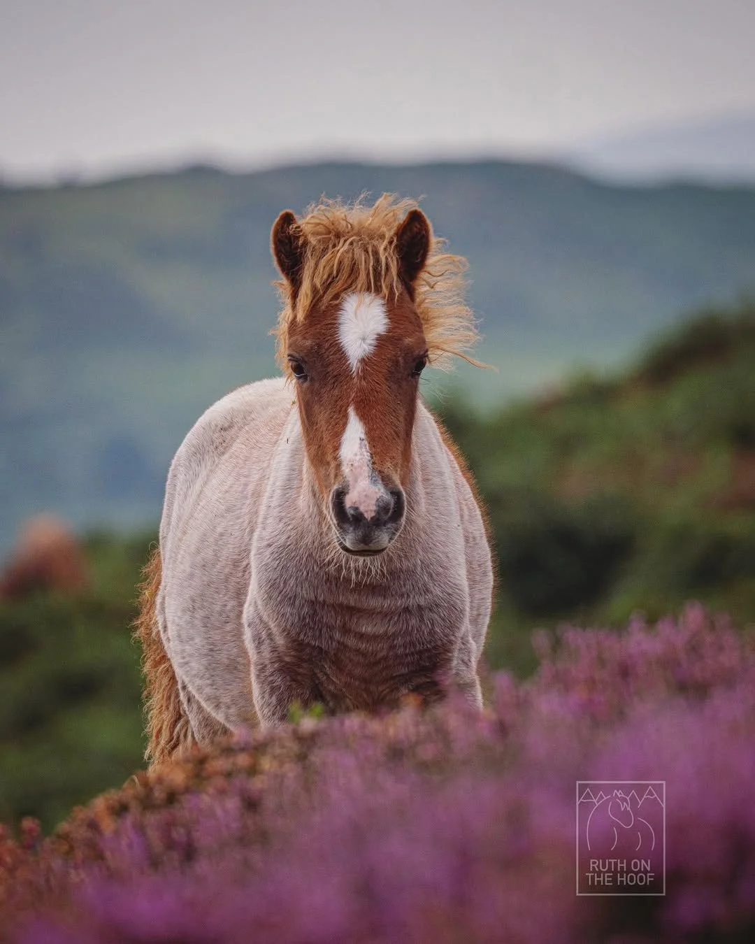 A young horse, or foal, standing outdoors on a grassy hill, with purple flowers in the foreground and mountains in the background.