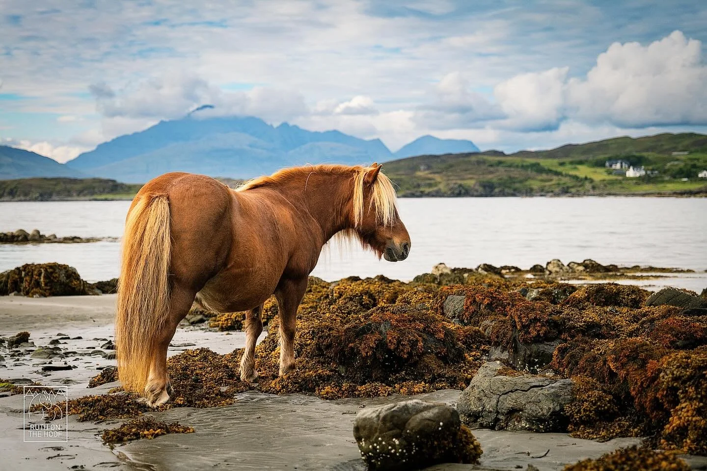 A chestnut-colored horse with a blonde mane standing on a rocky, moss-covered beach shoreline with water and mountains in the distance, under a cloudy sky.