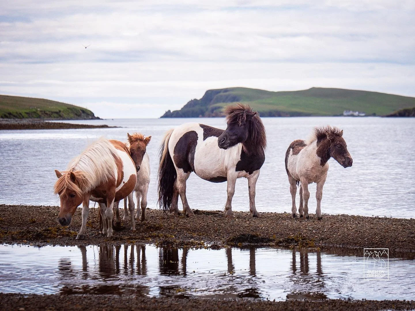 Group of five ponies standing on a rocky shoreline near water with green hills and cloudy sky in the background.