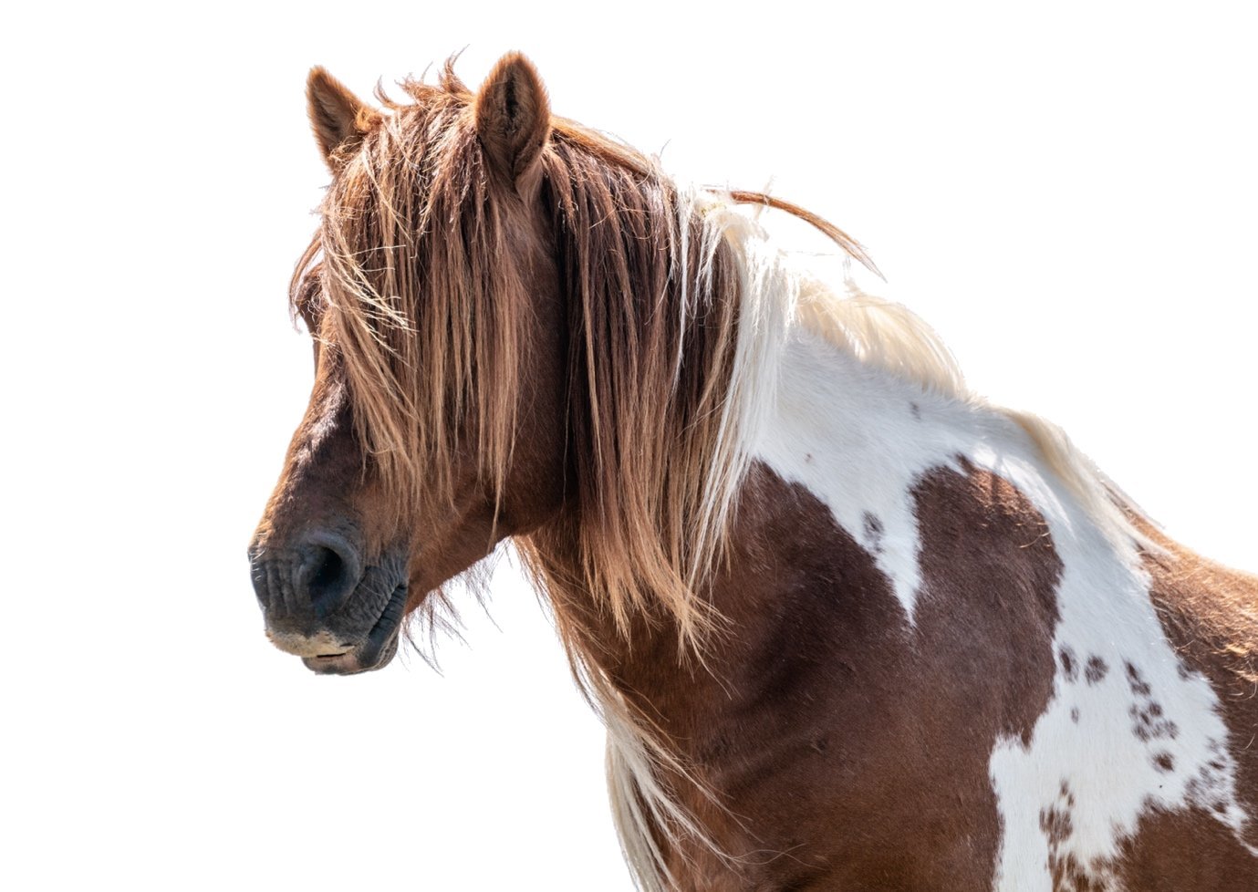 A paint horse with a brown and white coat and a long, flowing mane, set against a plain white background.