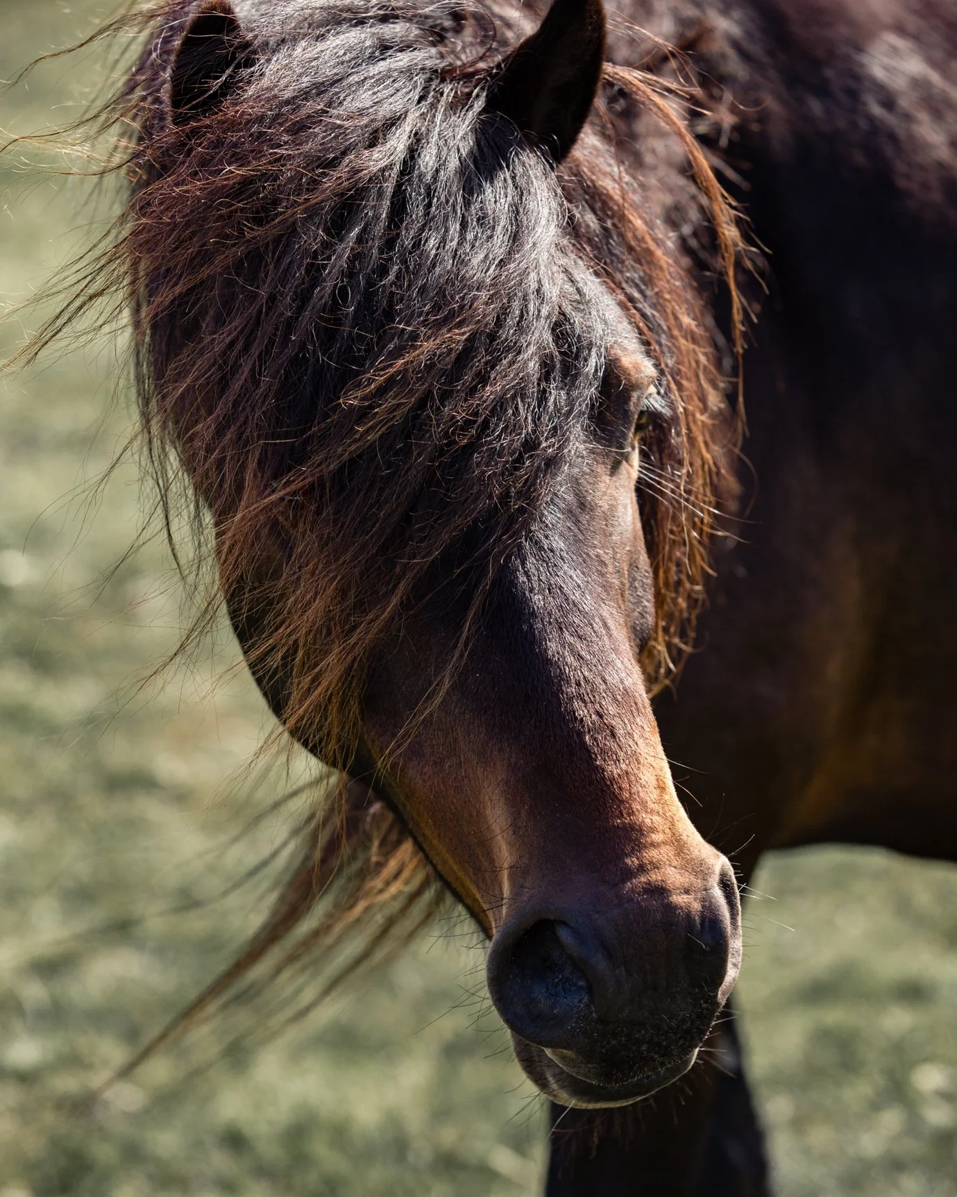 Close-up of a brown horse with messy mane in a grassy field.