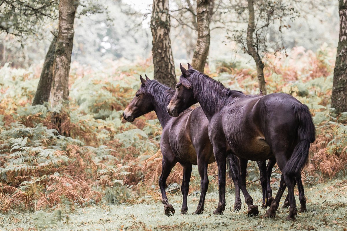 Three black horses standing in a forest with trees and ferns, during autumn.