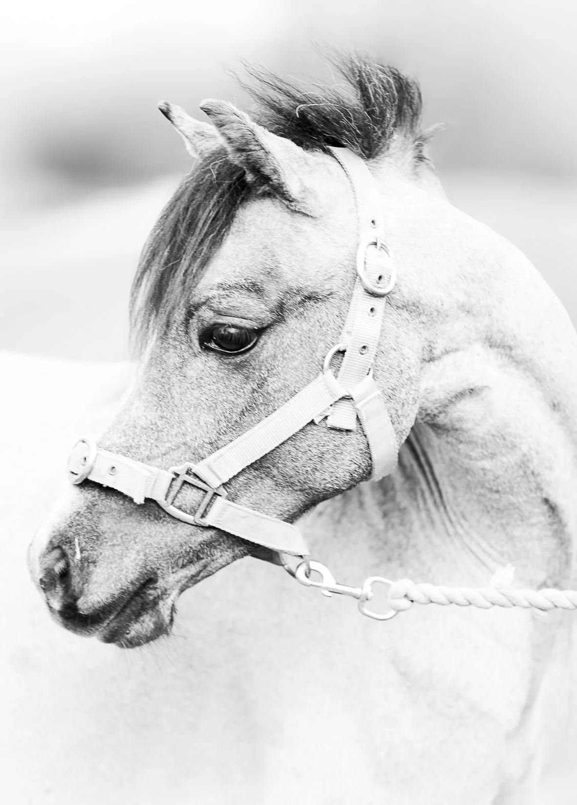 Close-up of a light-colored horse with a dark mane, wearing a halter and lead rope, looking to the left.