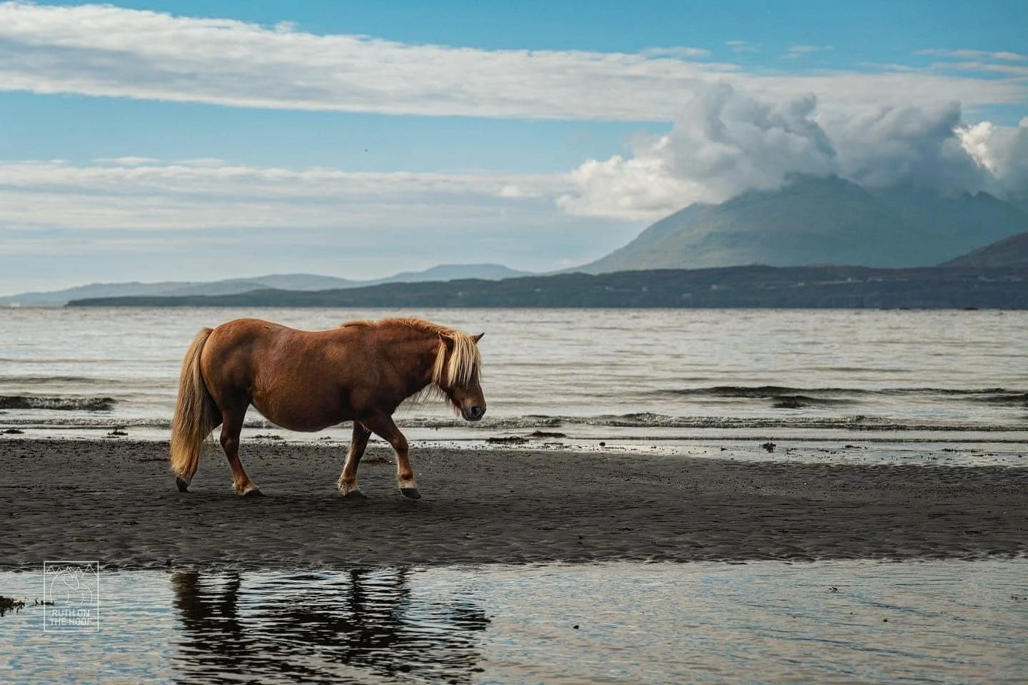 A brown horse with a blonde mane walking along the shoreline of a large body of water, with mountains and cloudy sky in the background.