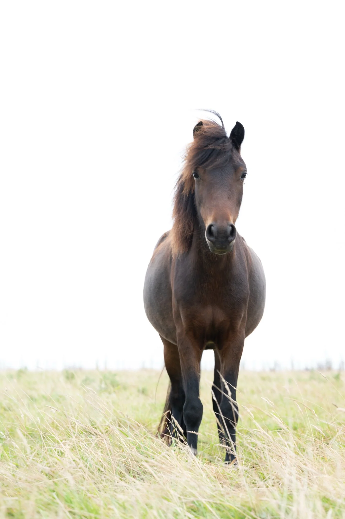 A brown horse standing in a grassy field with a white sky background.