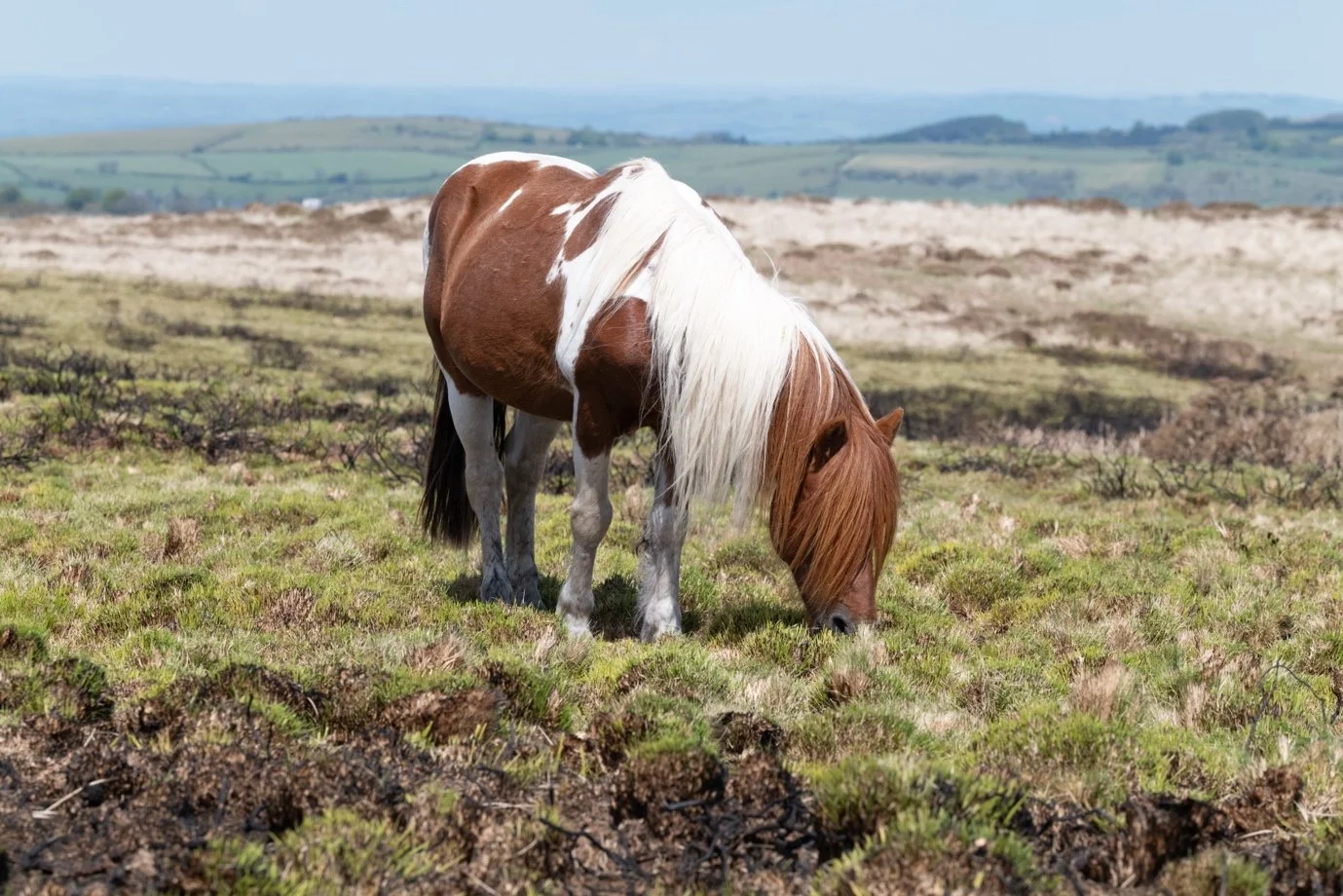 A brown and white pinto horse grazing on grass in a pastoral landscape.