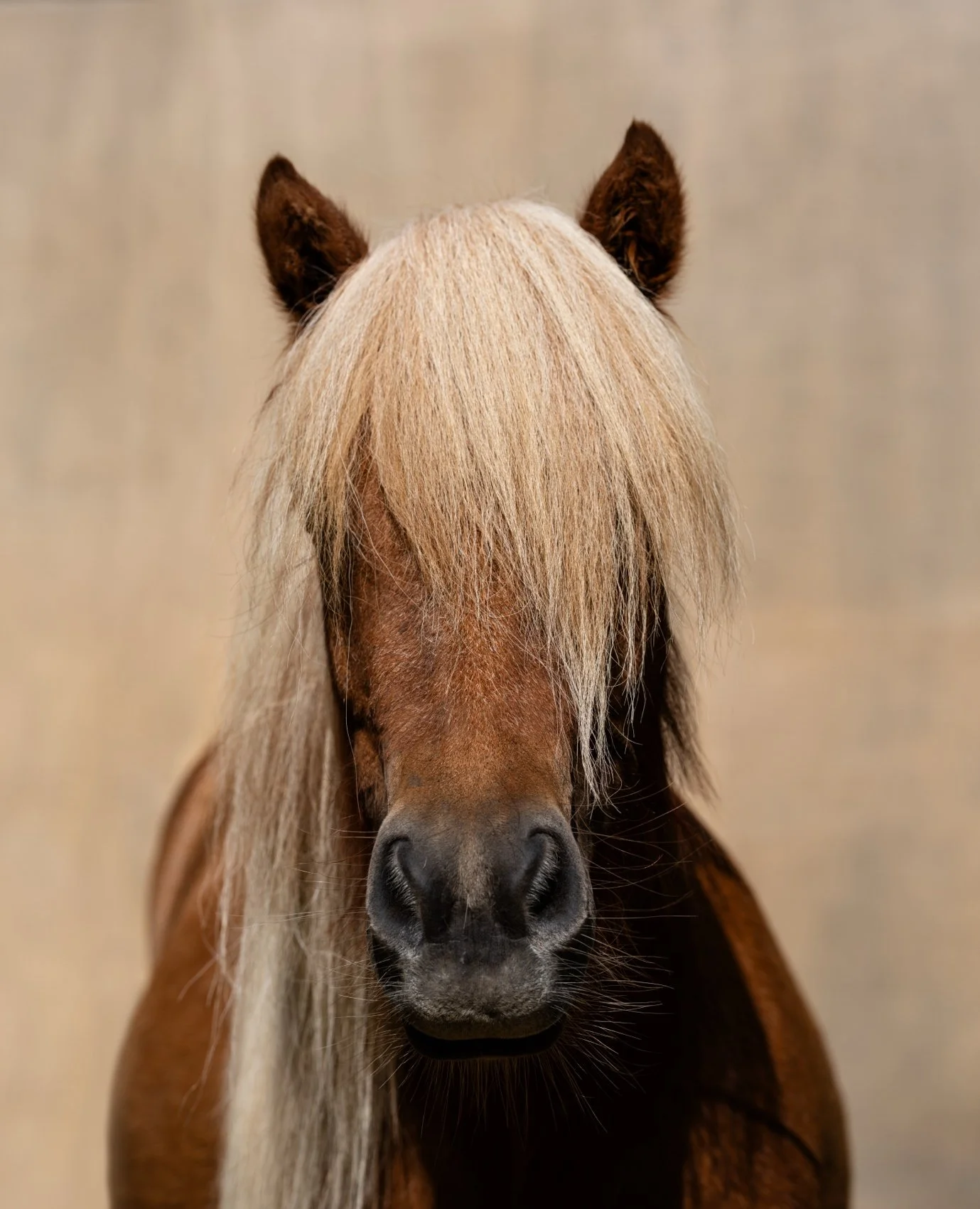 Front view of a brown horse with a long blonde mane covering its eyes, standing against a neutral background.