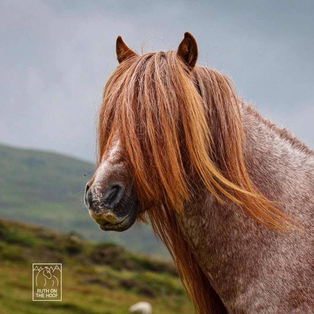 Close-up of a brown horse with a long mane standing outdoors on a grassy hill with cloudy sky in the background.