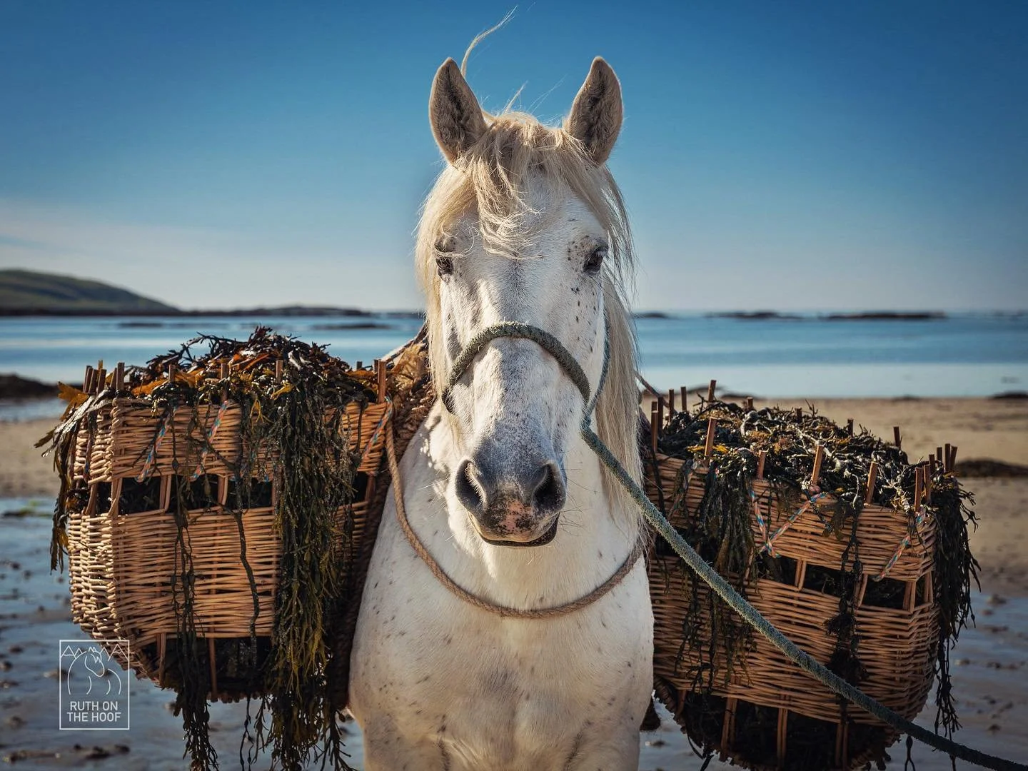White horse with a basket filled with seaweed on its back, standing on a sandy beach near the water, under a clear blue sky.