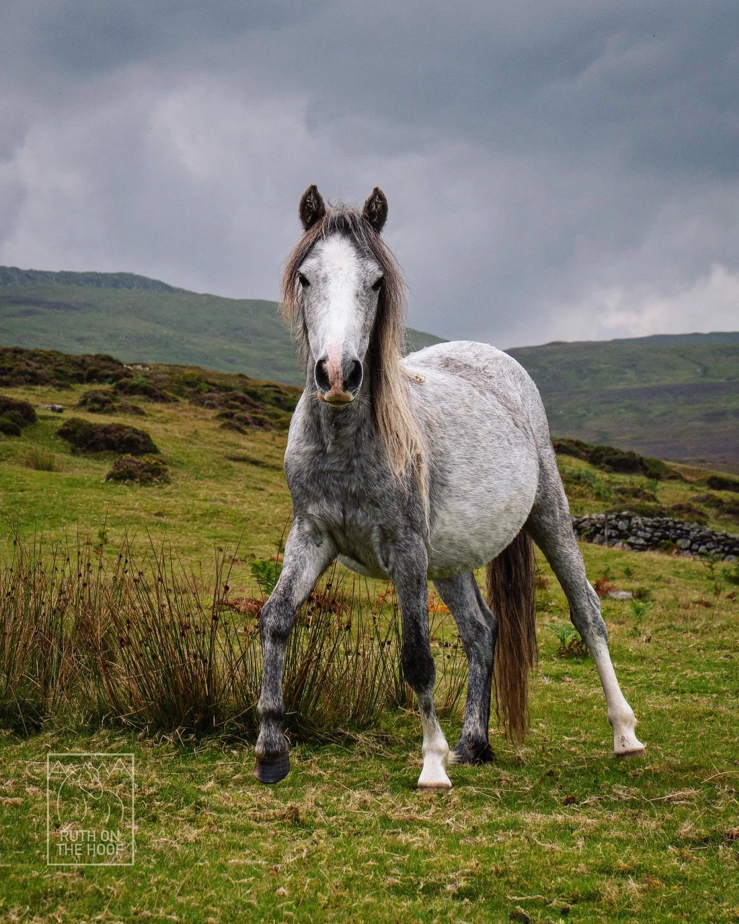 A grey horse standing on a grassy field with rolling hills and a cloudy sky in the background.