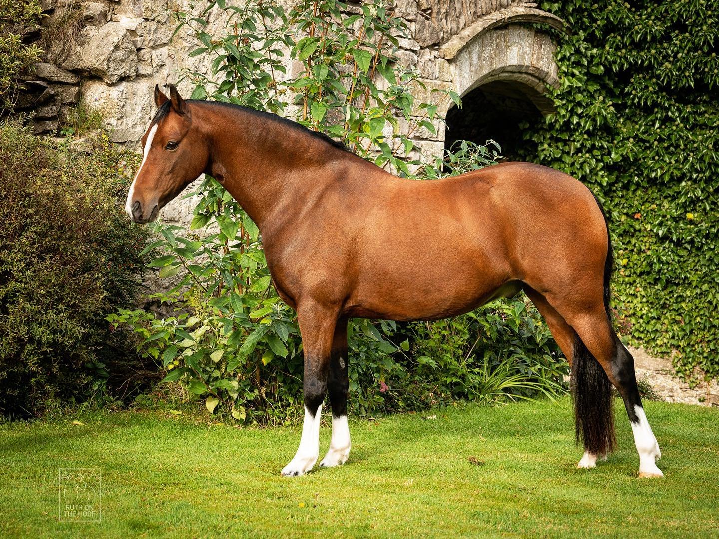 A brown horse with black and white markings standing on green grass near green bushes and a stone wall with an arched opening.