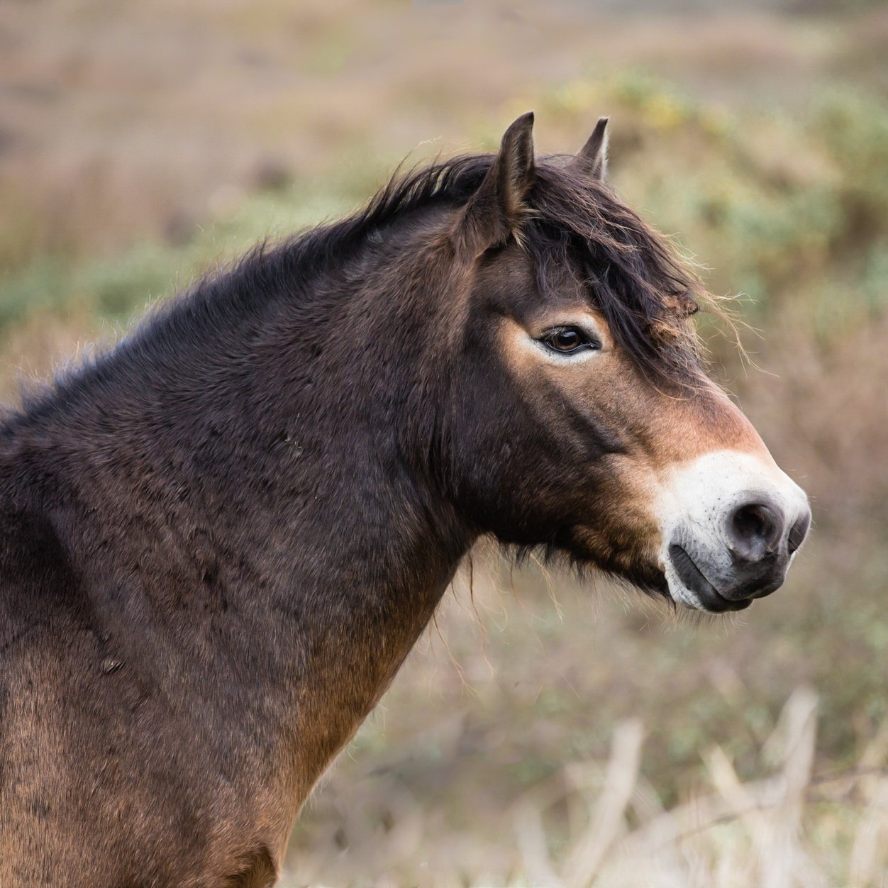 A profile view of a brown horse with a dark mane, standing outdoors with blurred grass and bushes in the background.