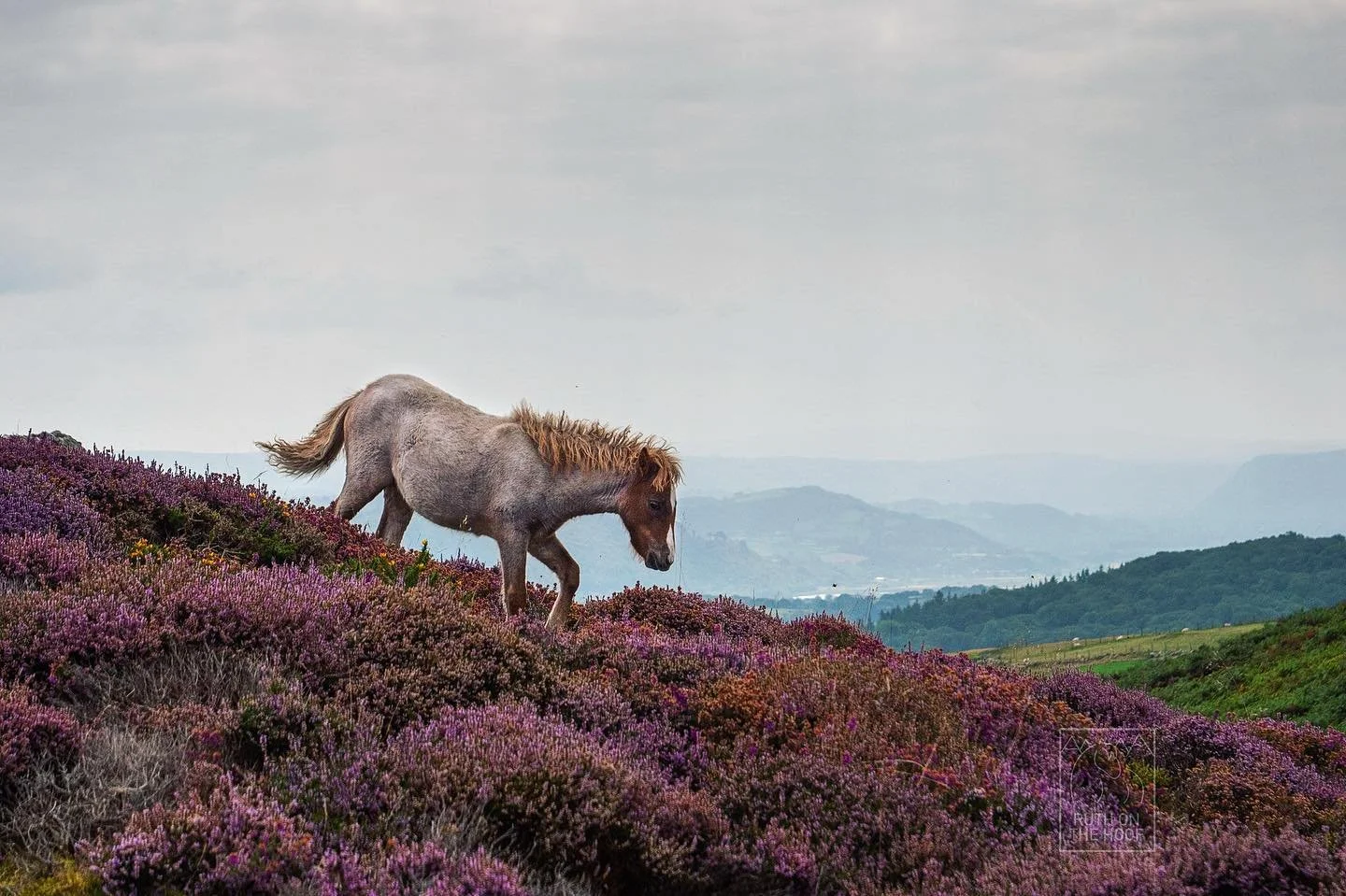 A horse walking through a landscape of purple heather with rolling green hills and mountains in the distance under a cloudy sky.