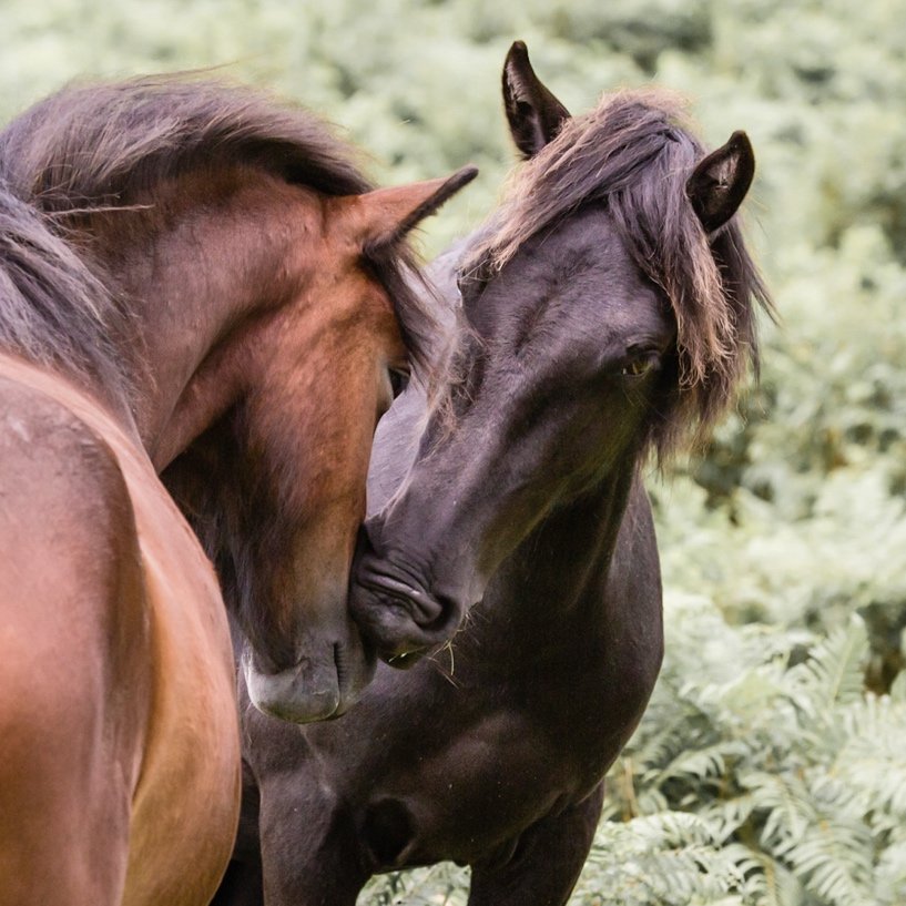 Two horses, one brown and one black, standing close together in a green, leafy outdoor setting.