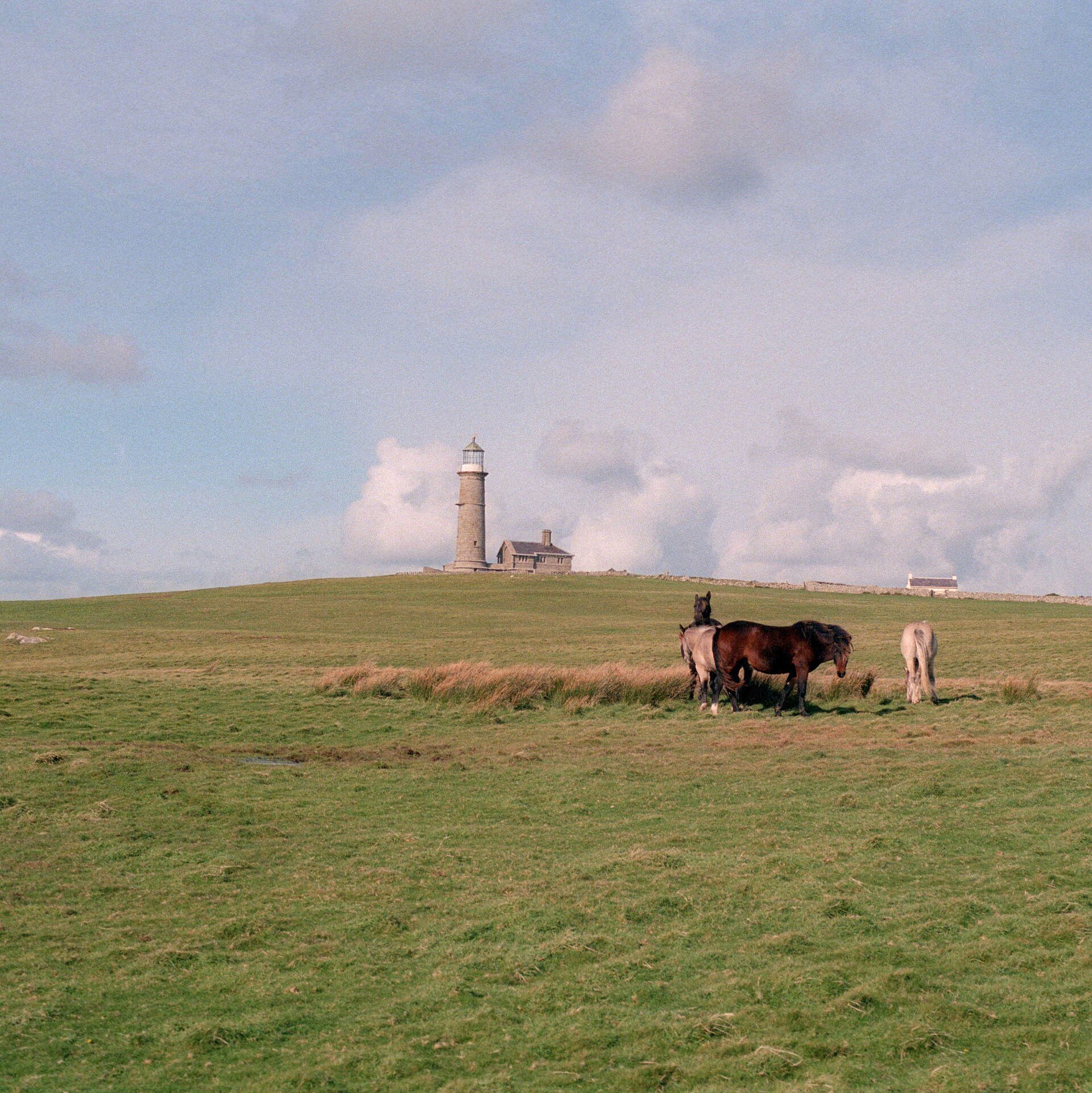 Grazing horses on a grassy field with a lighthouse and small buildings in the background under a partly cloudy sky.