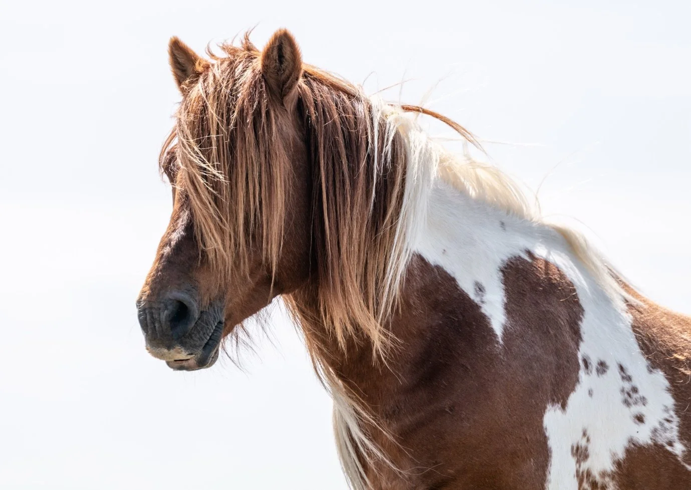 Close-up of a brown and white spotted horse with a long mane.