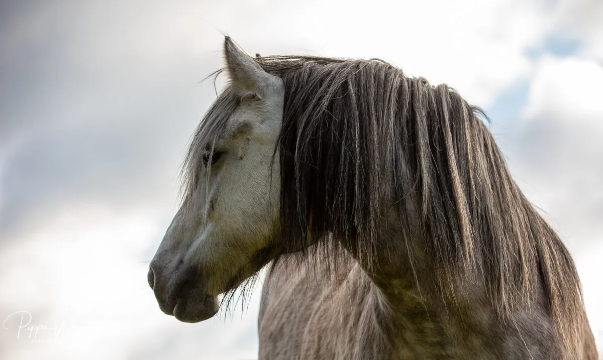 Close-up of a white horse with a dark mane, standing against a cloudy sky.