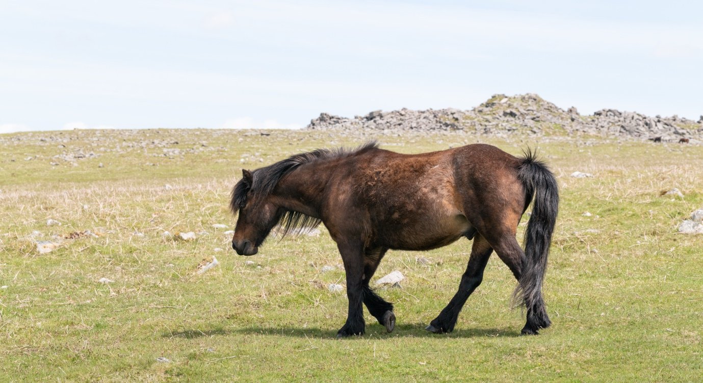 A brown pony grazing in a grassy field under a partly cloudy sky.