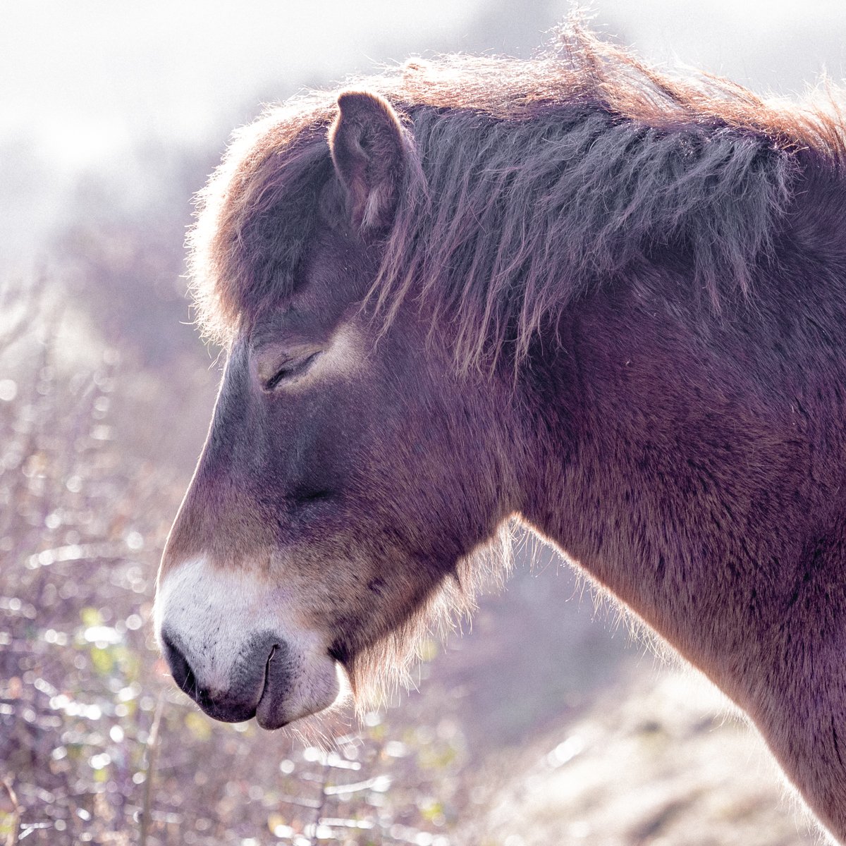A close-up of a brown horse with a flowing mane, with its eyes closed, in a natural outdoor setting.