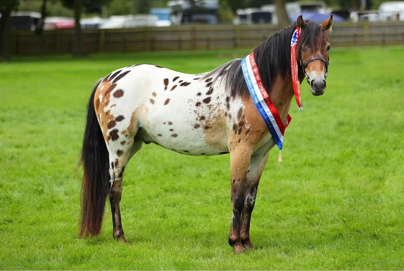 A colorful pinto horse with patches of white, brown, and black, standing on a green field with ribbons around its neck, indicating it has won a competition.