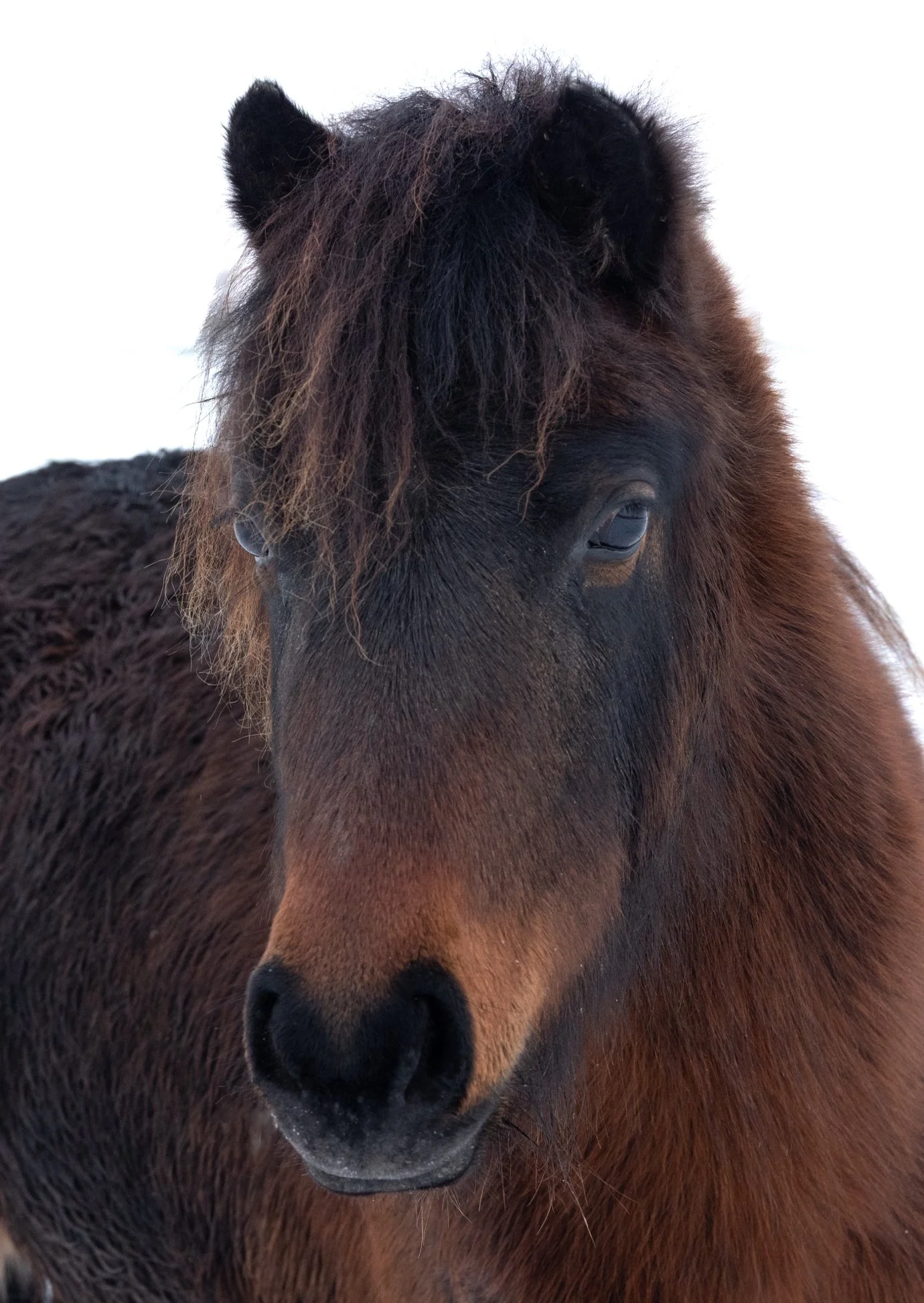 A close-up of a brown horse with a darker mane, standing against a white background.