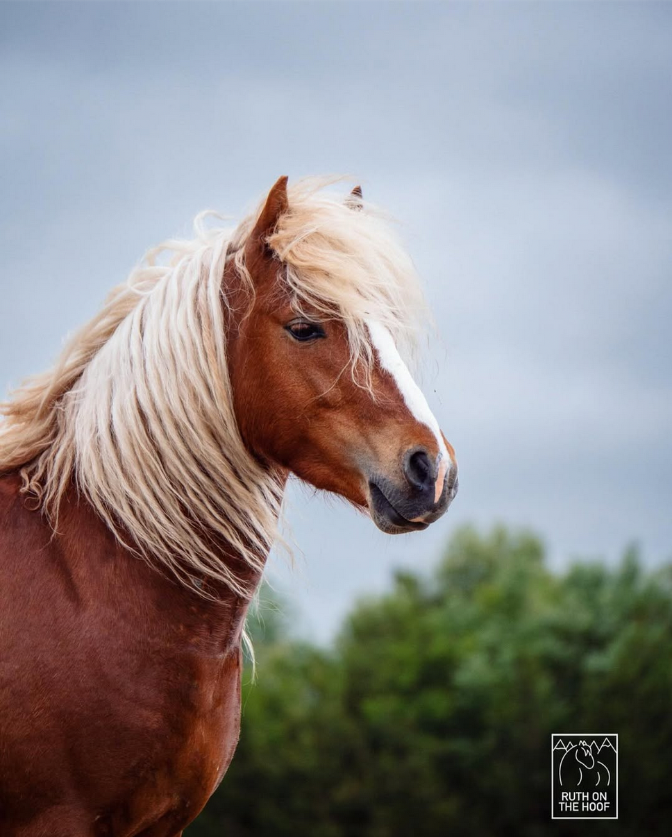A close-up of a chestnut horse with a long, blonde mane against a backdrop of green trees and a cloudy sky.