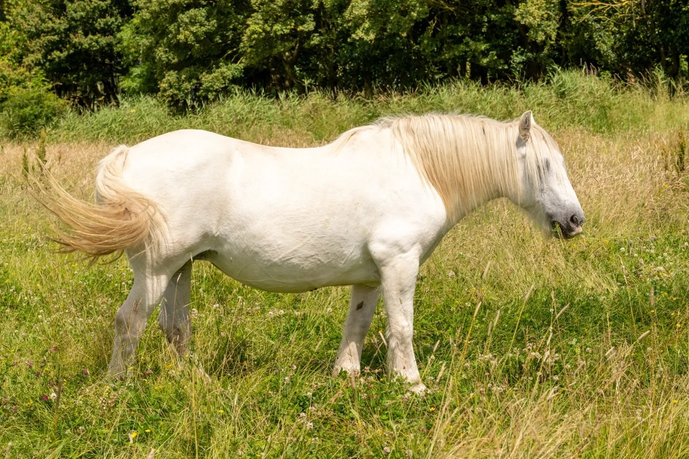 A white horse with a blonde mane grazing in a grassy field with trees in the background.