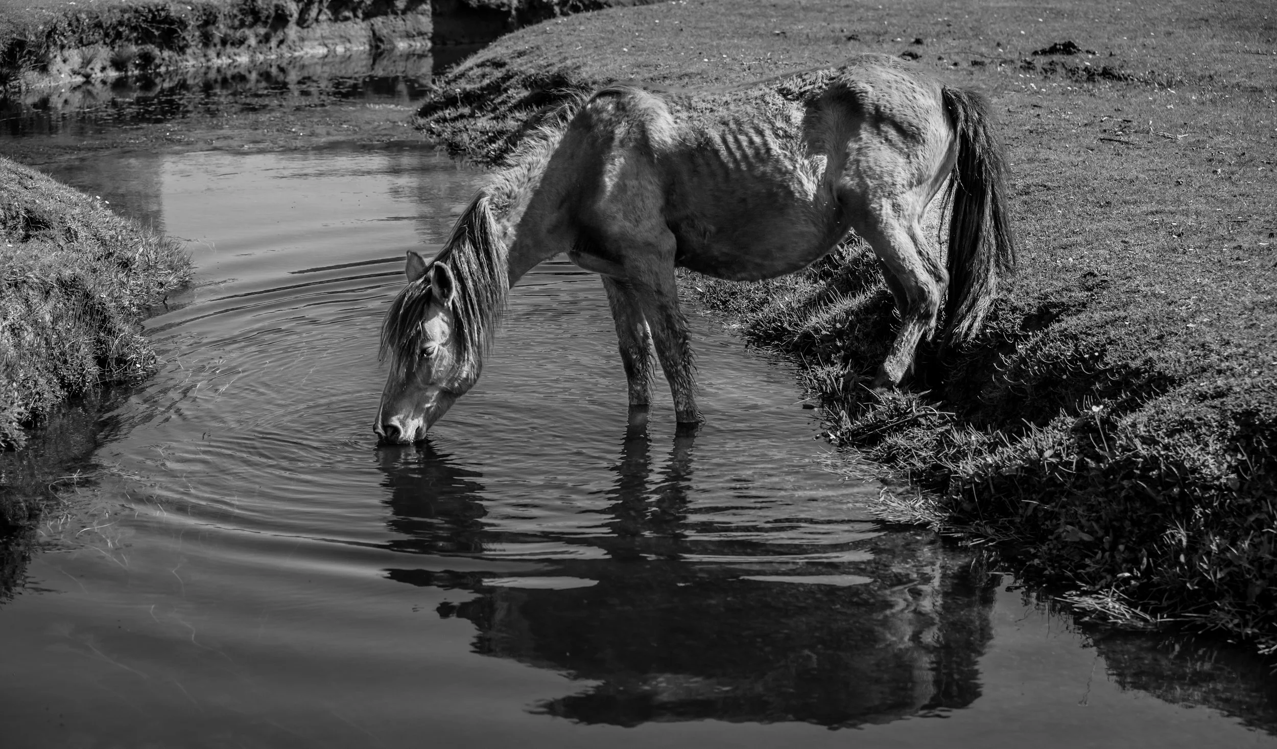 A horse drinking water from a stream or pond, standing on the bank with its head lowered into the water, in black and white.