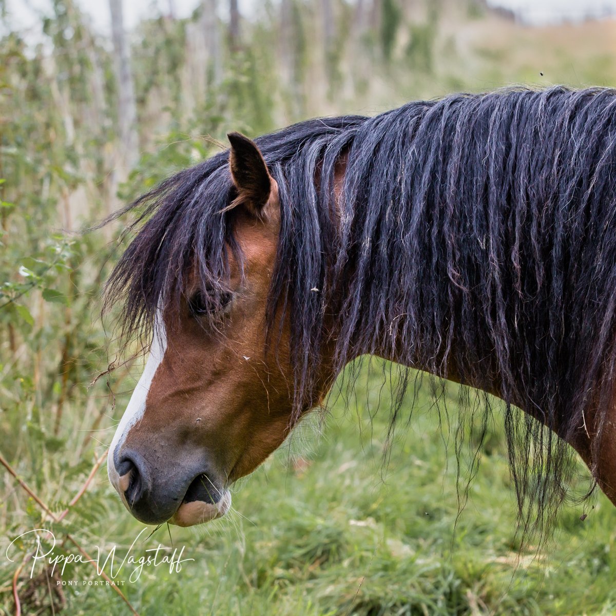 A brown horse with a long black mane standing in a grassy field with trees in the background.