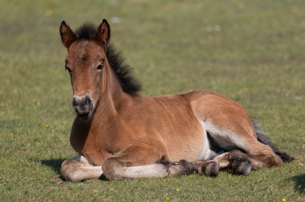A young brown foal with a black mane resting on a grassy field.