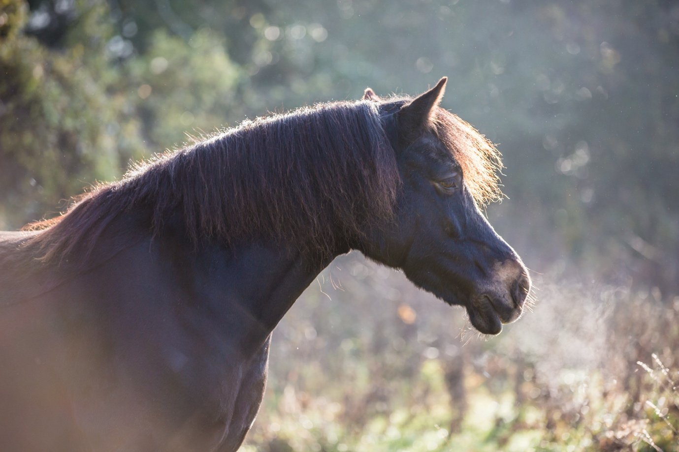 A black horse standing outdoors with sunlight shining through trees in the background.