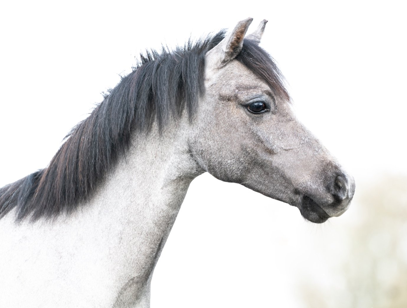 Close-up of a gray horse's head with a dark mane, set against a blurred light background.