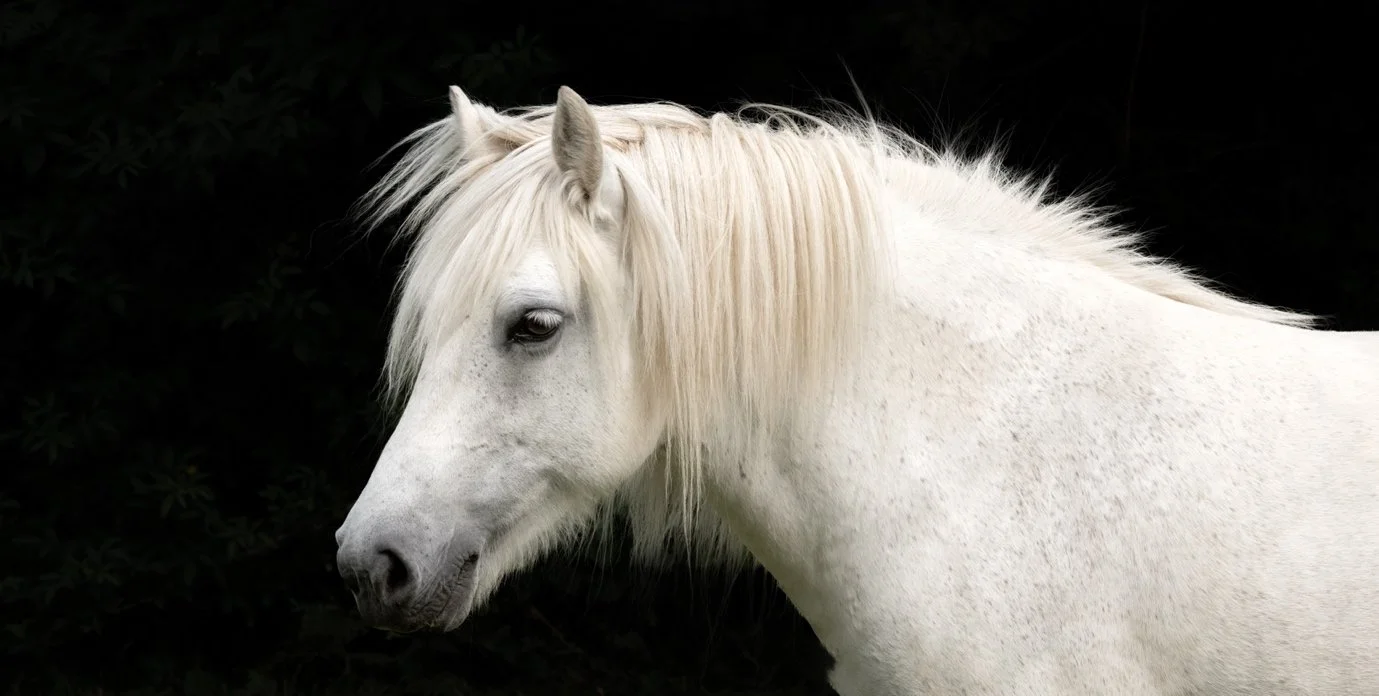 A white horse with a long mane standing against a dark background.