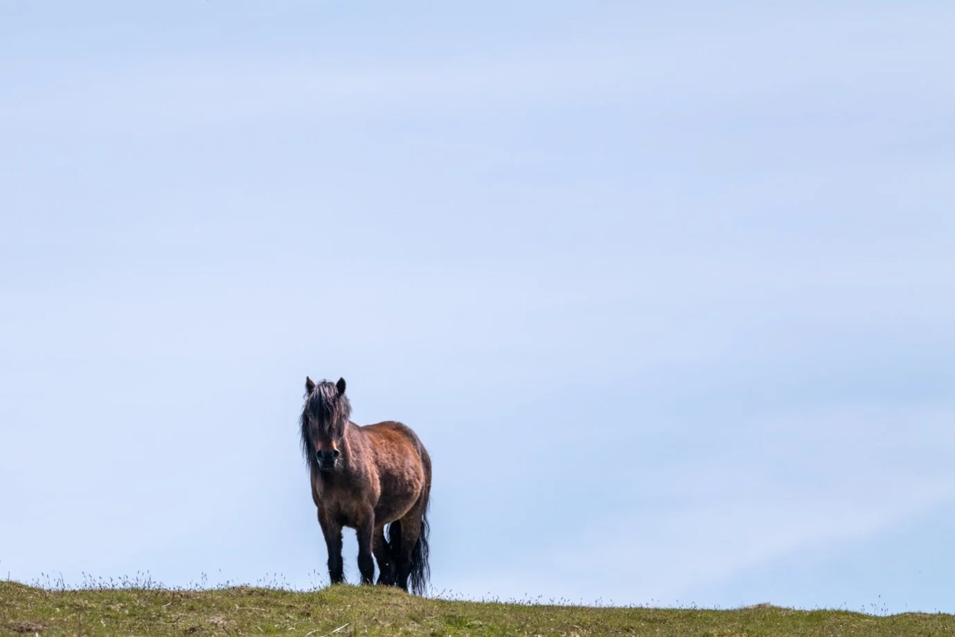 A brown horse standing on a grassy hill under a cloudy sky.
