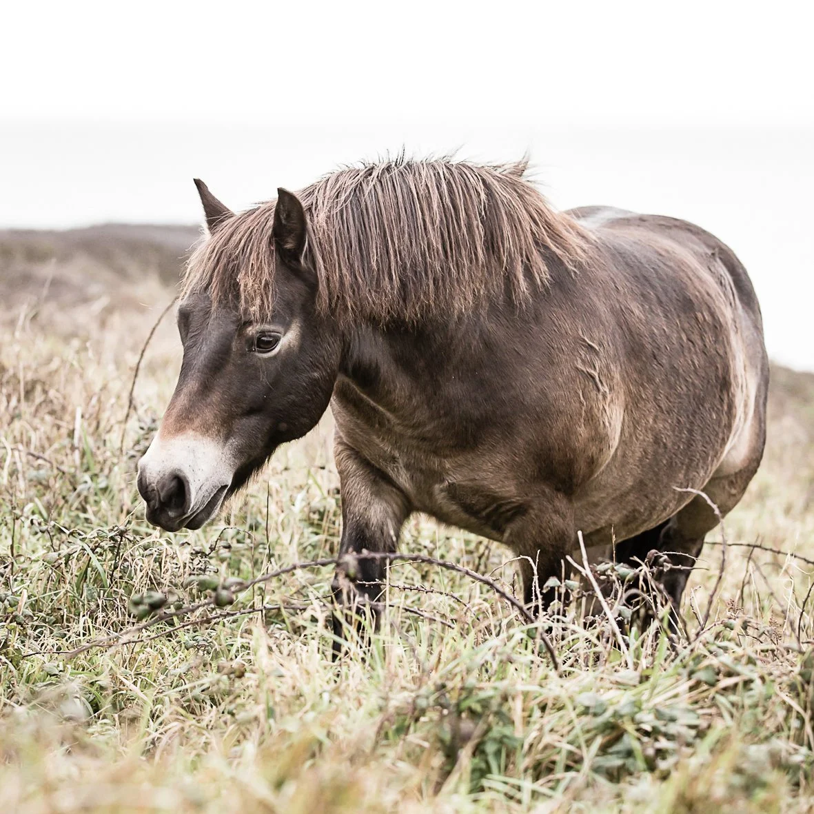 A brown horse grazing in a grassy field.
