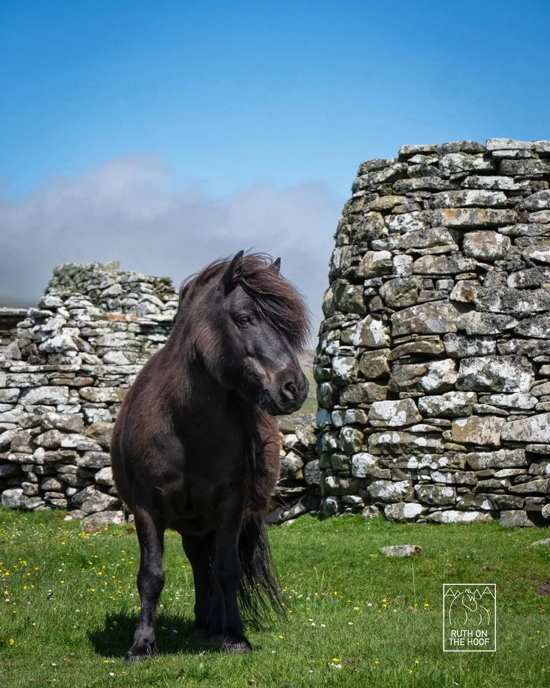 A black pony standing on green grass with yellow flowers, in front of stone walls, under a blue sky with scattered clouds.