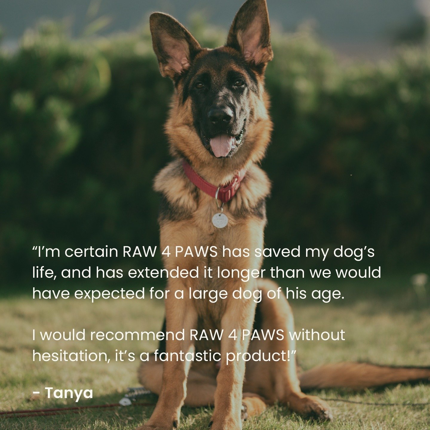 Reviews like this are the reason we started creating single protein raw food recipes for dogs and cats! 

All of our recipes are nutritionally balanced in convenient packaging for all sizes, breeds, ages and budgets. 

Find your local stockist today 