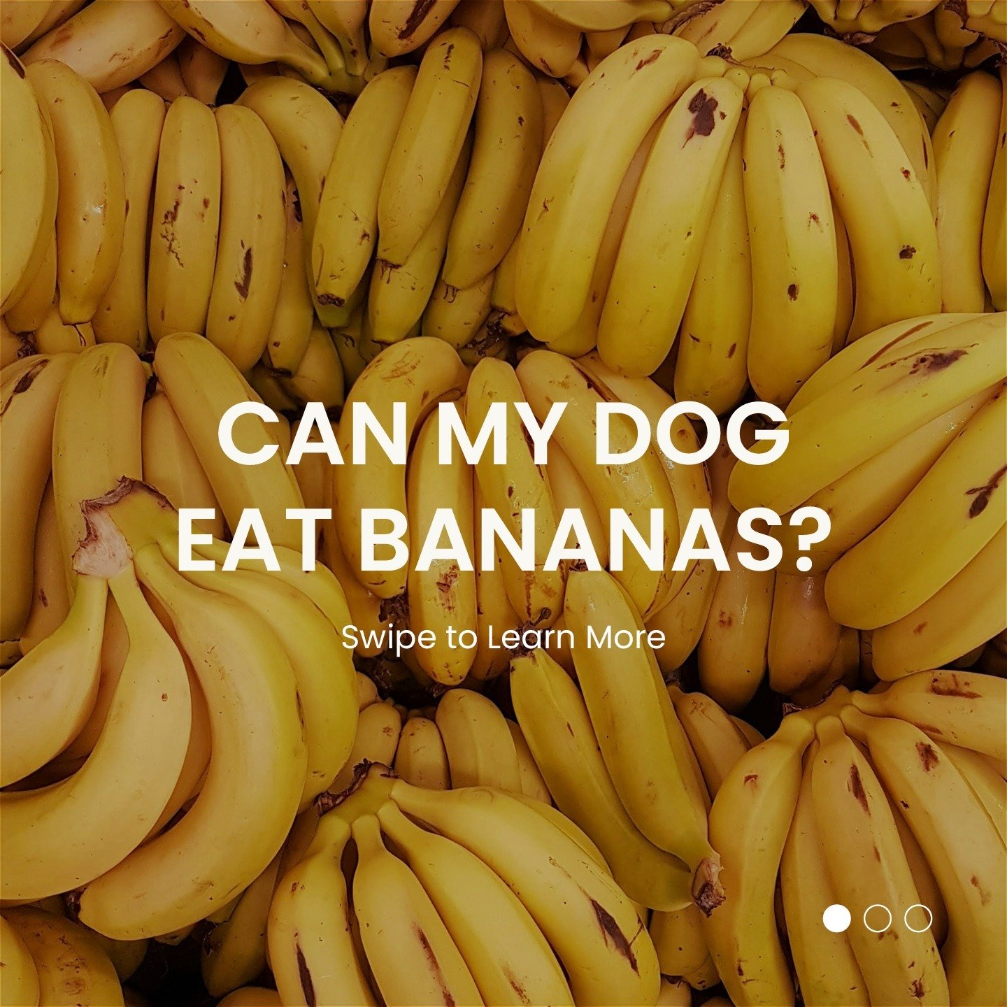 As a tasty and nutritious treat, bananas offer potassium and vitamins, but it's important to remember that too much can upset their stomach 🍌 

Always consult with your vet for the best snack options for your pets!