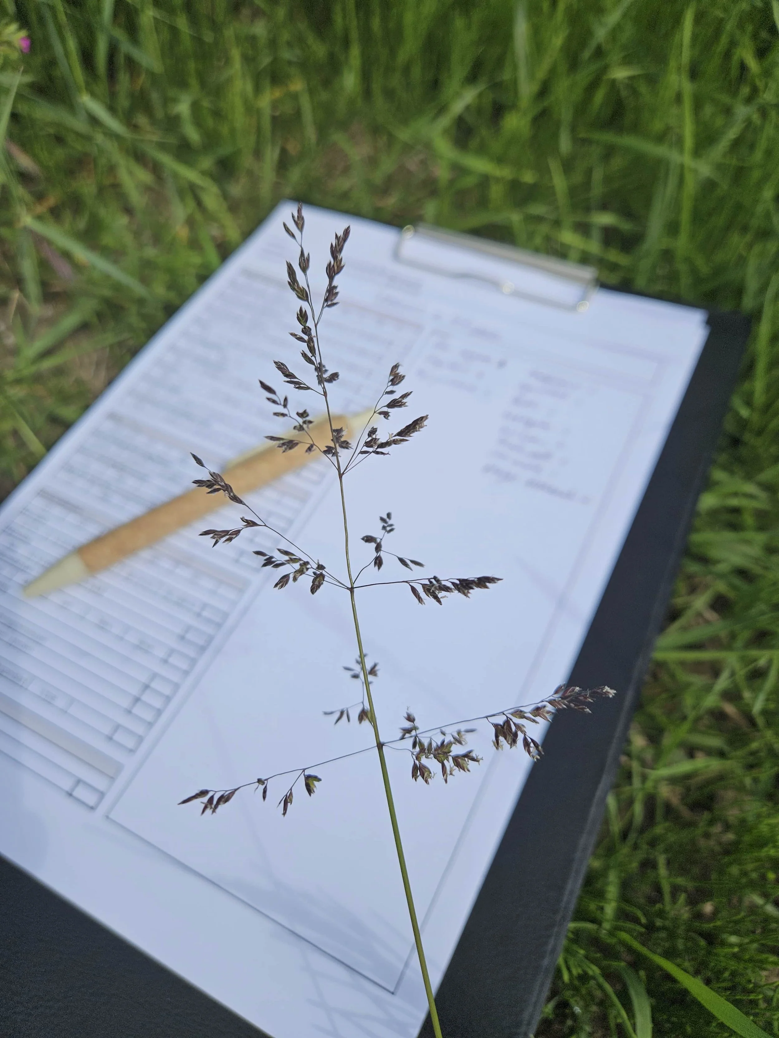 Biodiversitetsrådgiver dokumenterer naturforhold på byggegrund