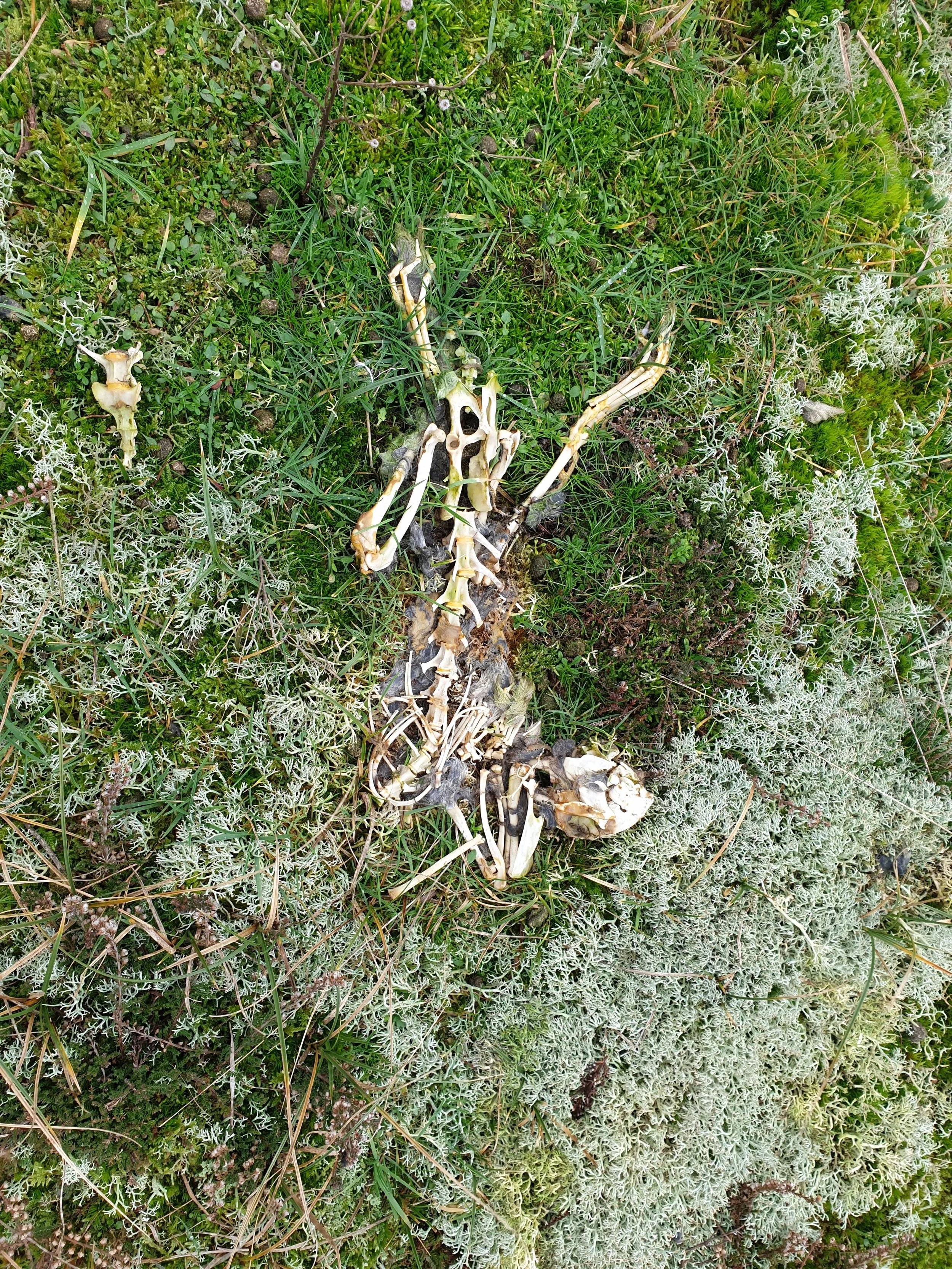 Skellet af en vild kanin i lyngen