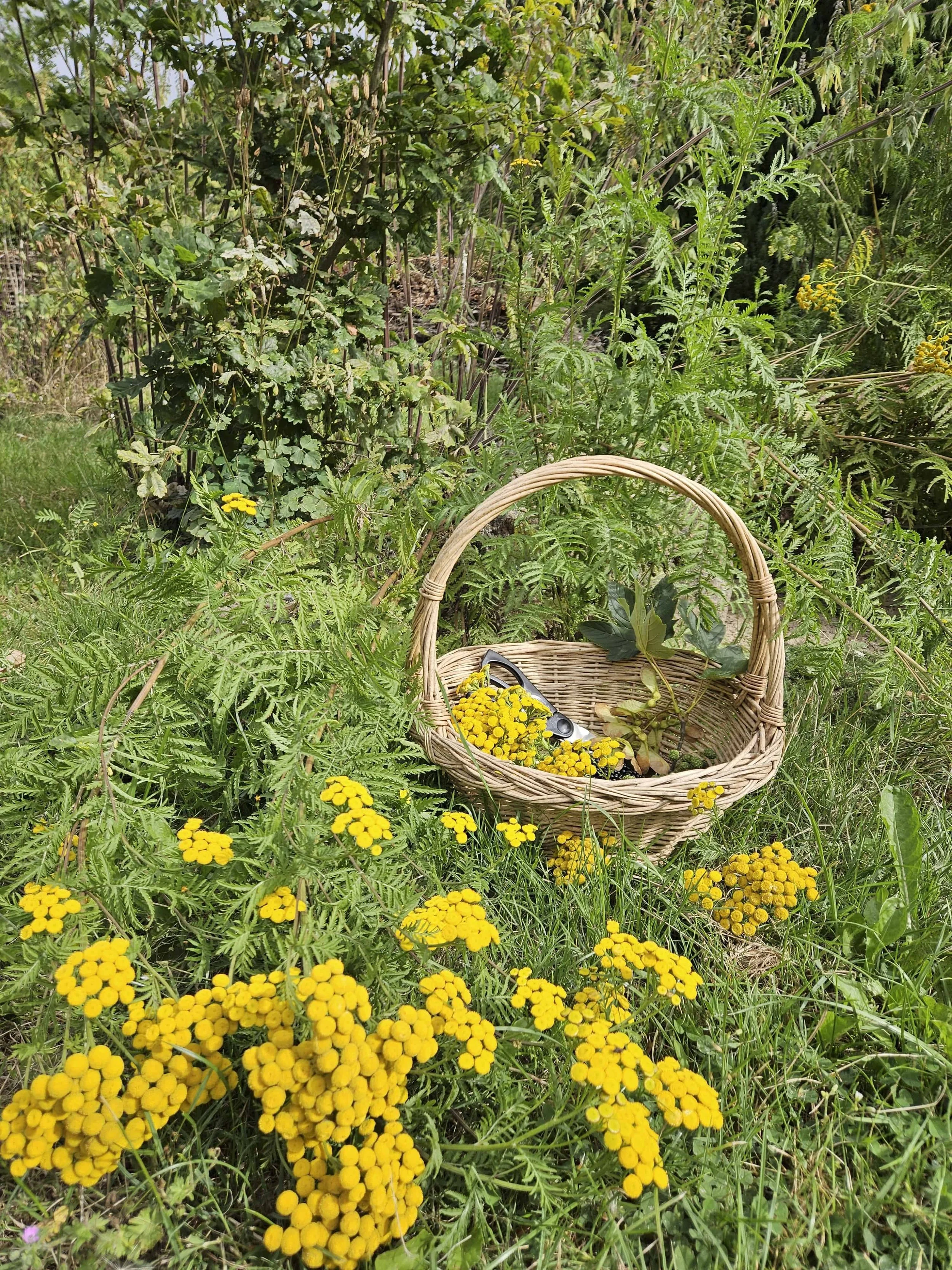 Kurv med vildeblomster