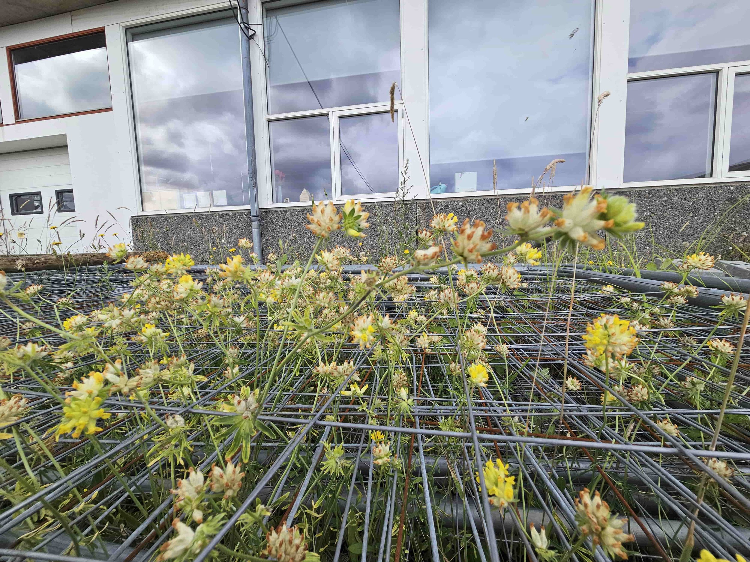 Biodiversitet registreret på byggeplads