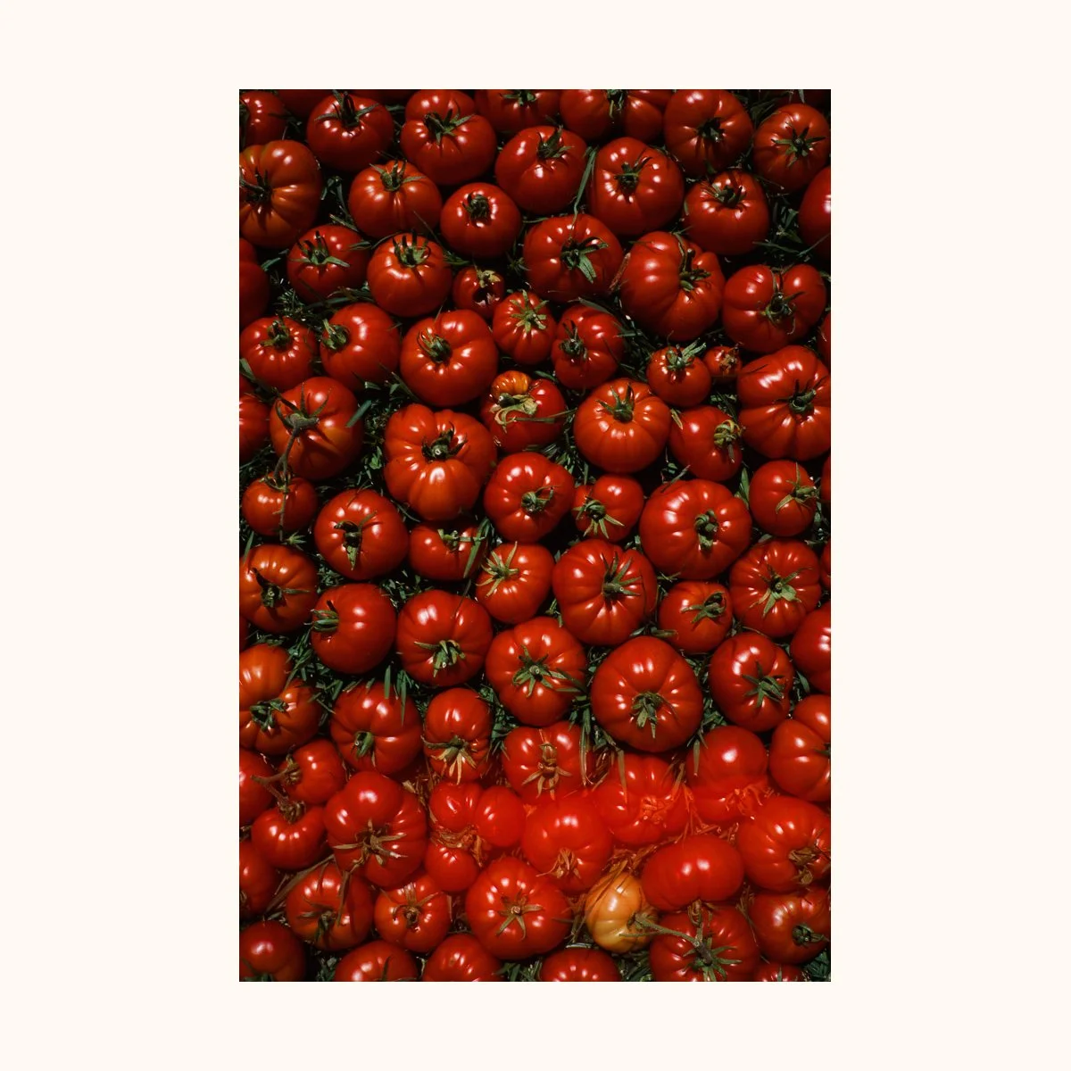 SarahBlack_ Tomatoes_PrintSaleSianDavey 2026.jpg
