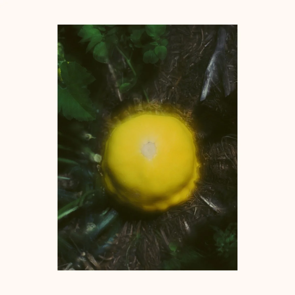 SarahBlack_ Squash_PrintSaleSianDavey 2026.jpg