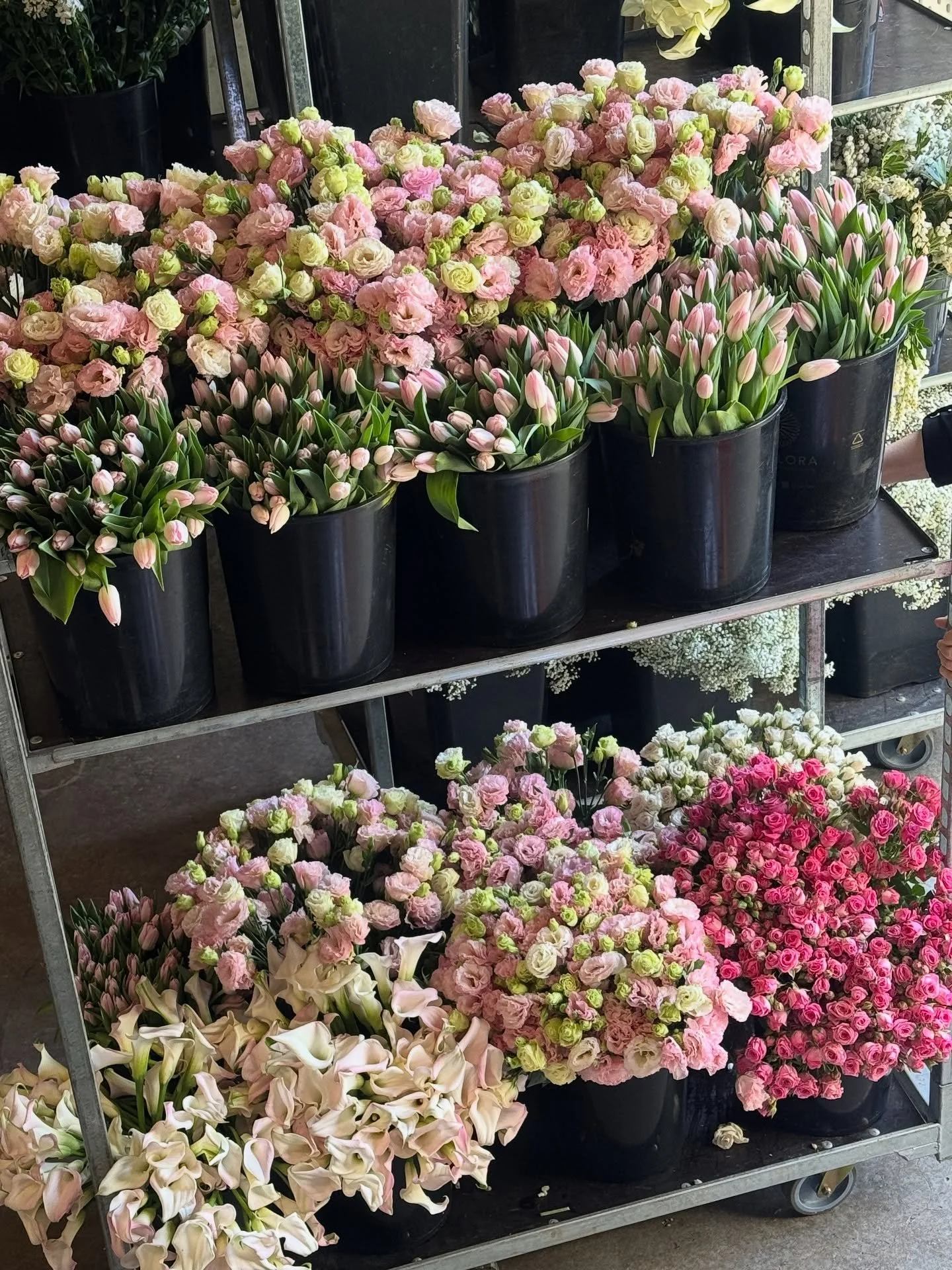~ The day blooms ~ 🌸