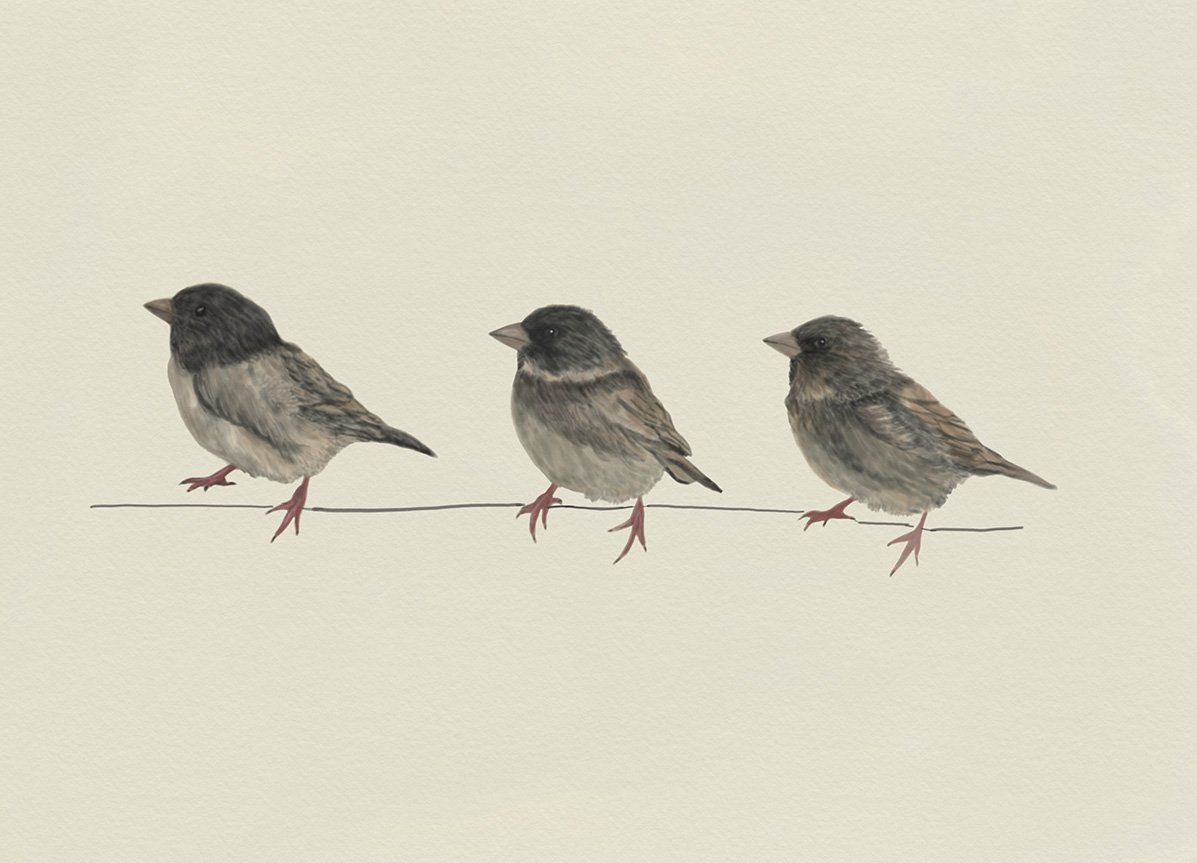 Sparrows.jpg
