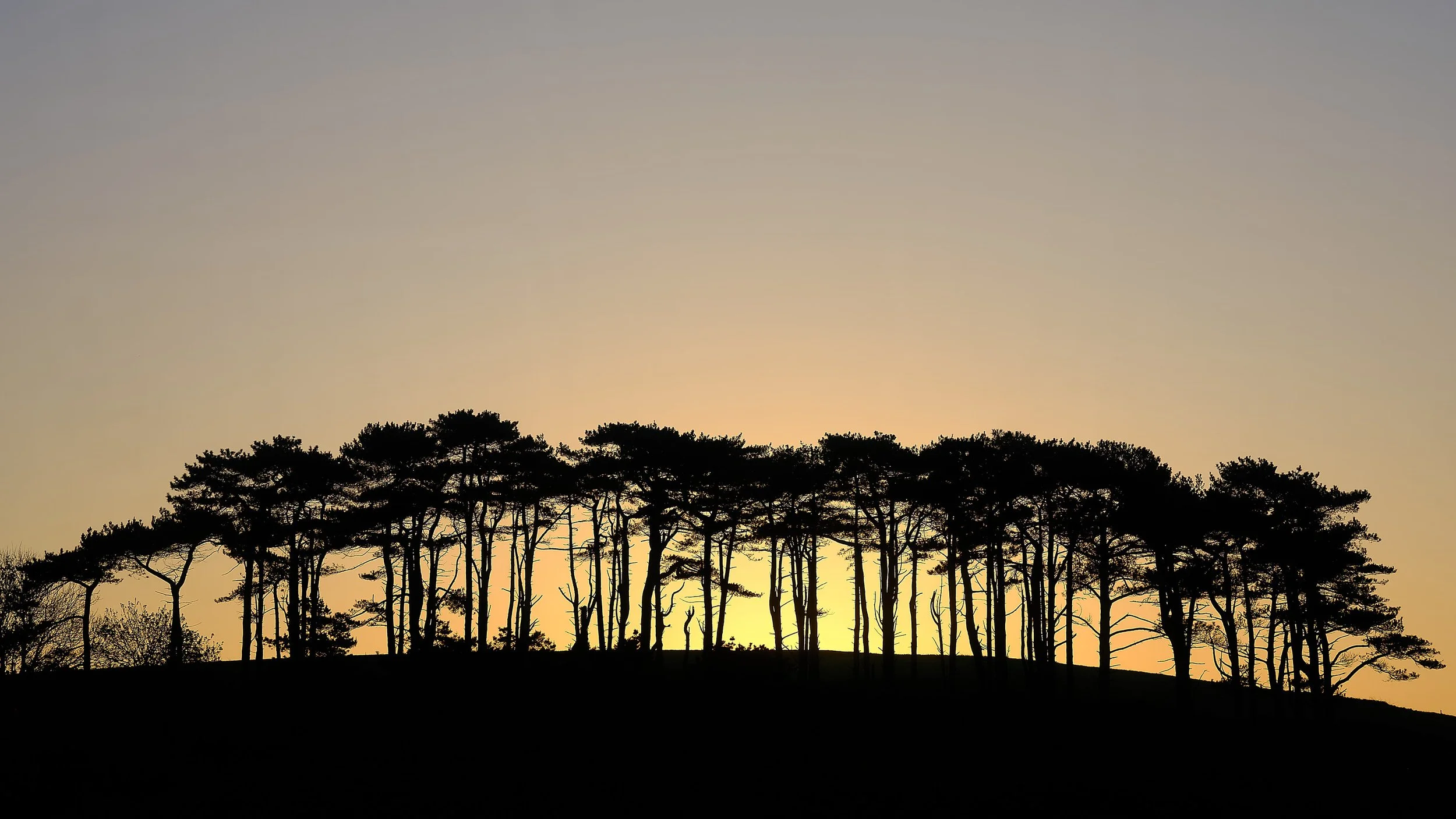 Budleigh Silhouette.jpg
