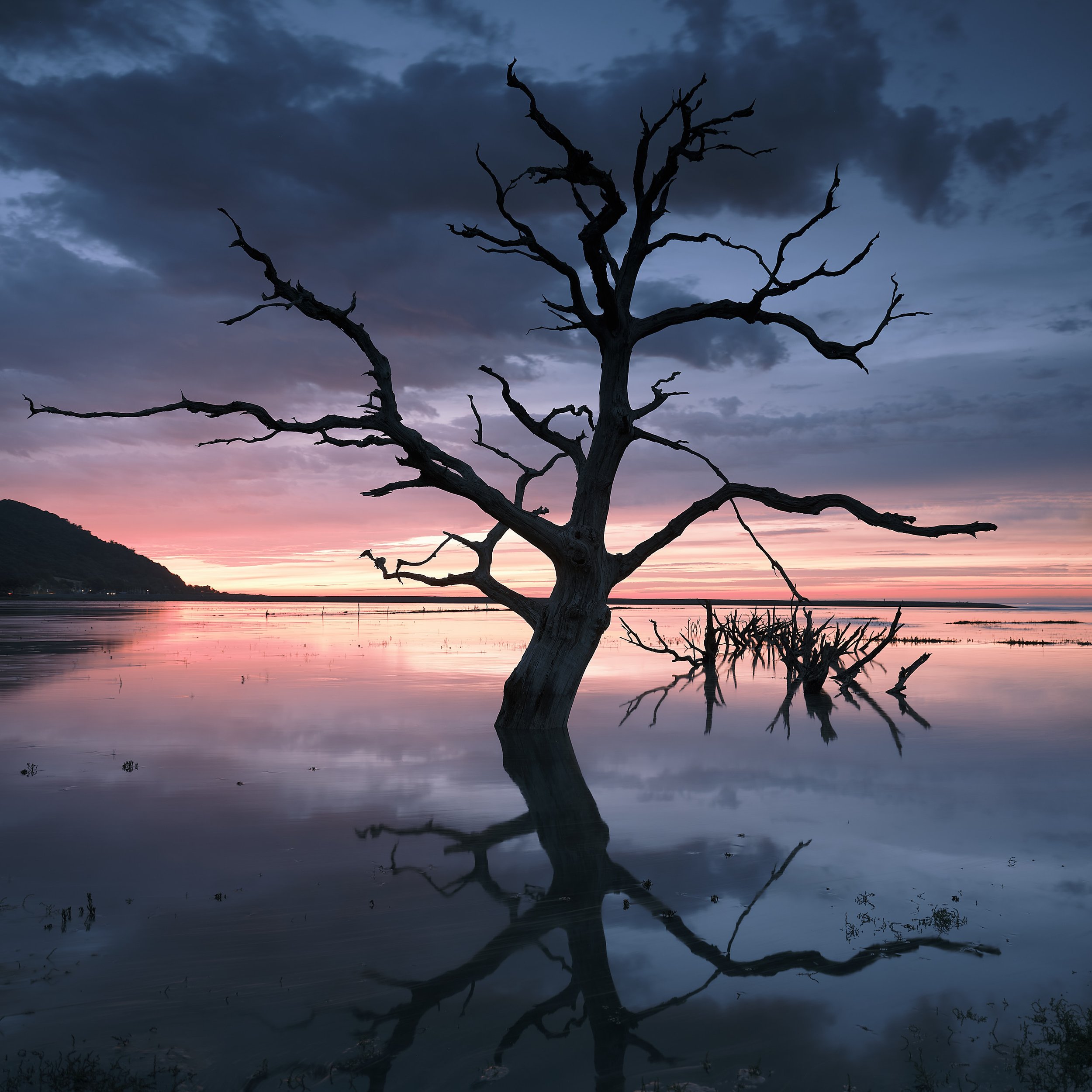 Where the Tree Still Stands.jpg