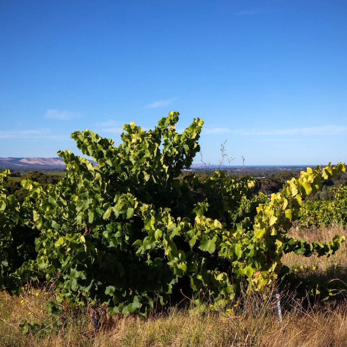 Blind Spot, Blewitt Springs