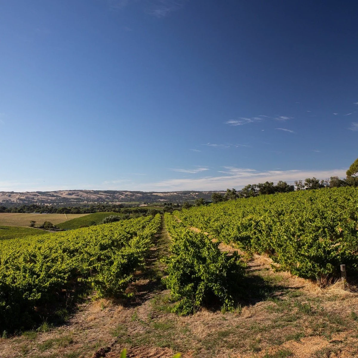 Trott, Blewitt Springs